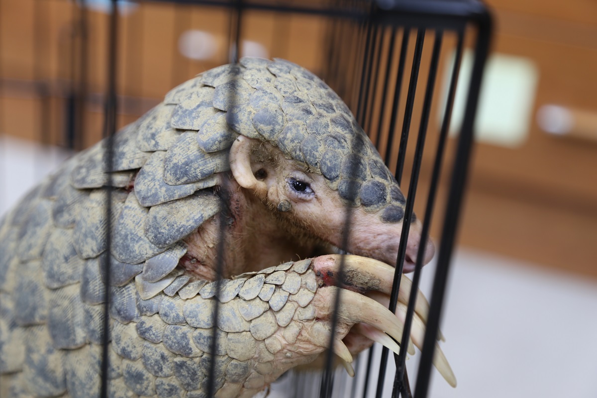 它比大熊貓還珍貴，卻在2年被獵殺到極度瀕危｜美通社頭條