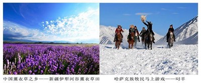 中國薰衣草之鄉(xiāng) -- 新疆伊犁河谷薰衣草田；哈薩克族牧民馬上游戲 -- 叼羊